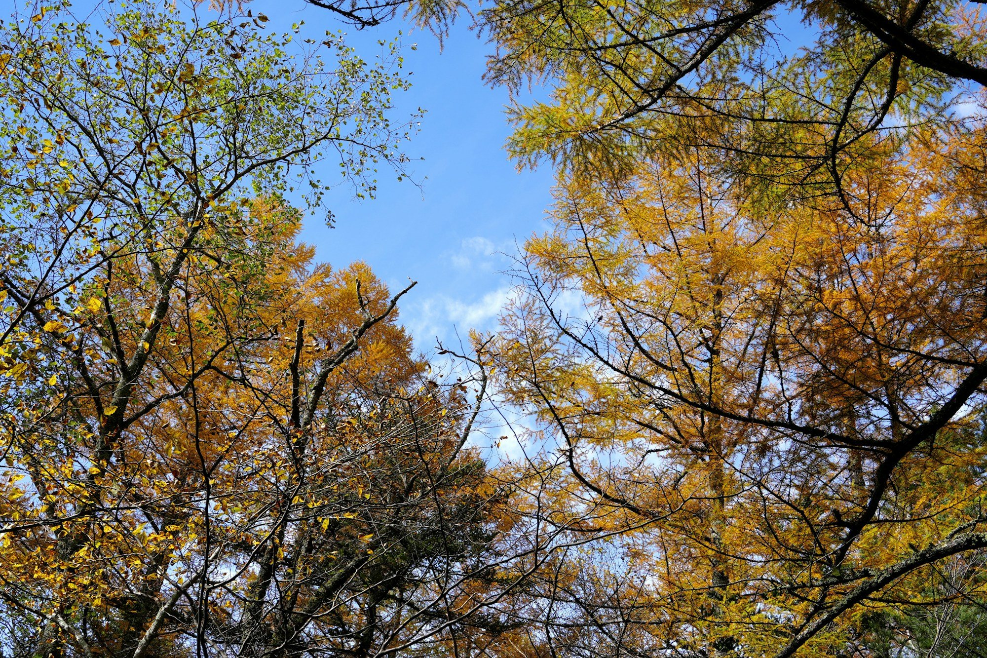 紅葉に包まれる渓谷のイメージ